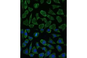 Immunofluorescence analysis of L929 cells using FKBP1B Polyclonal Antibody (ABIN7267212) at dilution of 1:100 (40x lens).