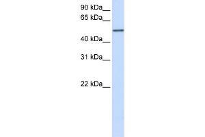 WB Suggested Anti-CYP3A43 Antibody Titration:  0. (CYP3A4 anticorps  (Middle Region))