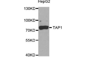 Western Blotting (WB) image for anti-Transporter 1, ATP-Binding Cassette, Sub-Family B (MDR/TAP) (TAP1) antibody (ABIN1882340) (TAP1 anticorps)