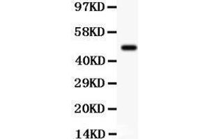 Anti- SGK1 Picoband antibody, Western blotting All lanes: Anti SGK1  at 0.