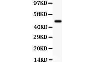 Anti- SGK1 Picoband antibody, Western blotting All lanes: Anti SGK1  at 0. (SGK1 anticorps  (N-Term))