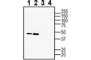 Western blot analysis of mouse brain membranes (lanes 1 and 3) and rat brain membranes (lanes 2 and 4): 1, 2.