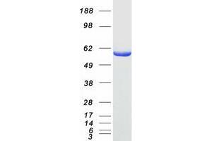 Validation with Western Blot