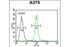 ACF Antibody (C-term) (ABIN654627 and ABIN2844324) flow cytometric analysis of  cells (right histogram) compared to a negative control cell (left histogram). (A1CF anticorps  (C-Term))