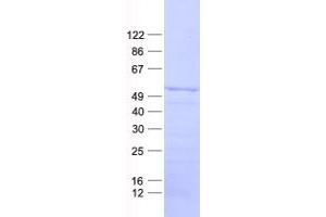 Validation with Western Blot