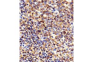 Immunohistochemical analysis of paraffin-embedded H.