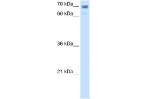 Calmegin antibody used at 2. (Calmegin anticorps  (N-Term))