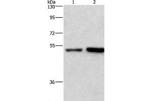 Western Blot analysis of Hela and Jurkat cell using SYT4 Polyclonal Antibody at dilution of 1:700 (SYT4 anticorps)