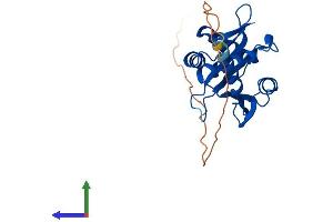 AlphaFold protein structure predicition of Human Recombinant NAA11 Protein, UniprotID Q9BSU3