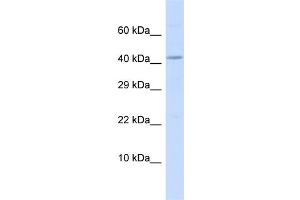 Host:  Rabbit  Target Name:  BM Sample Type:  MCF7 Whole Cell lysates  Antibody Dilution:  1. (BMP10 anticorps  (C-Term))
