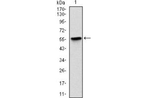 Western Blotting (WB) image for anti-BPI Fold Containing Family B, Member 1 (BPIFB1) antibody (ABIN1845781) (BPIFB1 anticorps)