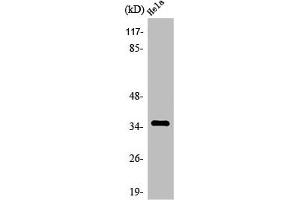 Western Blot analysis of MCF7 cells using Olfactory receptor 4C13 Polyclonal Antibody (OR4C13 anticorps  (C-Term))