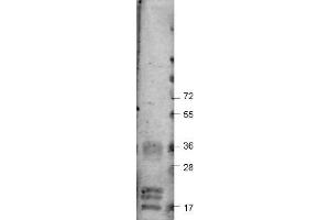 Image no. 1 for anti-Vascular Endothelial Growth Factor A (VEGFA) antibody (ABIN1104977) (VEGFA anticorps)