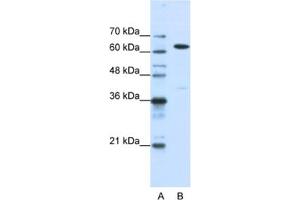 Western Blotting (WB) image for anti-Nuclear RNA Export Factor 1 (NXF1) antibody (ABIN2462207) (NXF1 anticorps)