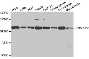 Western blot analysis of extracts of various cell lines, using SMARCA5 antibody (ABIN5971042) at 1/1000 dilution. (SMARCA5 anticorps)