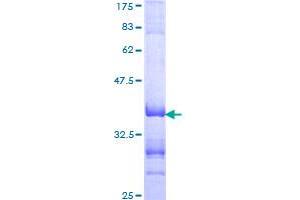 Image no. 1 for Transcription Factor E3 (TFE3) (AA 166-254) protein (GST tag) (ABIN1322561)