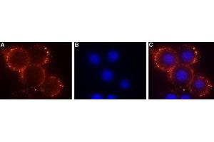 Expression of Sphingosine 1-phosphate receptor 1 in mouse 3T3 cells - Cell surface detection of Sphingosine 1-phosphate receptor 1 in mouse live 3T3 cells. (S1PR1 anticorps  (Extracellular, N-Term))