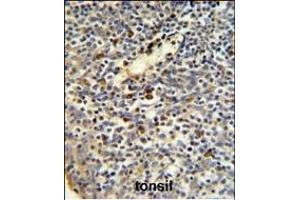 FKBP11 Antibody (N-term) (ABIN390761 and ABIN2841018) IHC analysis in formalin fixed and paraffin embedded human tonsil tissue followed by peroxidase conjugation of the secondary antibody and DAB staining. (FKBP11 anticorps  (N-Term))