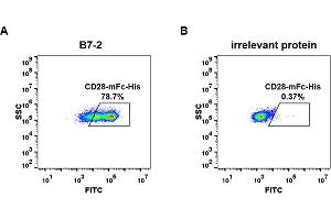 cell line transfected with irrelevant protein  (B) and human B7-2  (A) were surface stained with Human CD28, mFc-His tagged protein (ABIN6961087, ABIN7042203 and ABIN7042204) 1 μg/mL followed by Alexa 488-conjugated anti-mouse IgG secondary antibody.