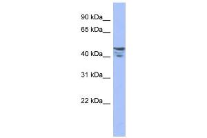 WB Suggested Anti-PRMT2 Antibody Titration:  0. (PRMT2 anticorps  (Middle Region))