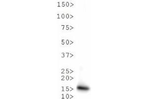 Western Blot of Rabbit Anti-Histone H3 [Monomethyl Lys9, p Thr6] Antibody.