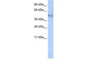 WB Suggested Anti-KRT14 Antibody Titration:  1. (KRT14 anticorps  (C-Term))