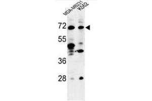 Western blot analysis of C21orf29 Antibody (Center) in MDA-MB231, K562 cell line lysates (35µg/lane). (TSPEAR anticorps  (Middle Region))