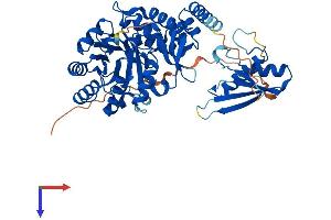 AlphaFold protein structure predicition of Mouse Recombinant Dus2 Protein, UniprotID Q9D7B1