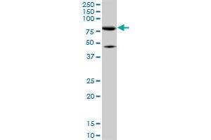 MFN2 monoclonal antibody (M01), clone 6A8. (MFN2 anticorps  (AA 661-757))