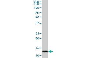 IFITM2 MaxPab polyclonal antibody. (IFITM2 anticorps  (AA 1-132))