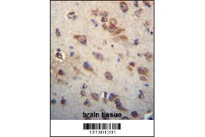 CKAP4 Antibody immunohistochemistry analysis in formalin fixed and paraffin embedded human brain tissue followed by peroxidase conjugation of the secondary antibody and DAB staining. (CKAP4 anticorps  (C-Term))