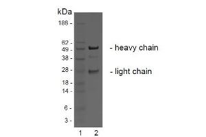 SDS-PAGE analysis of purified BBX-1H1 monoclonal antibody.