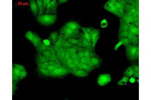 Immunocytochemistry/Immunofluorescence analysis using Rabbit Anti-ERK1 Polyclonal Antibody .