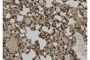 ABIN6277116 at 1/100 staining Rat lung tissue by IHC-P. (XRCC3 anticorps  (N-Term))