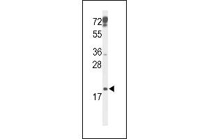 Western blot analysis of p19 Antibody (N-term) (ABIN6243142 and ABIN6579057) in mouse testis tissue lysates (35 μg/lane).