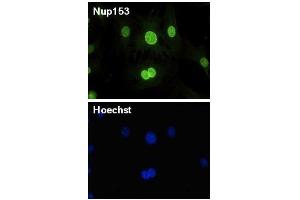 Immunofluorescence (IF) image for anti-Nucleoporin 153kDa (NUP153) (AA 610-1191) antibody (ABIN2452062) (NUP153 anticorps  (AA 610-1191))