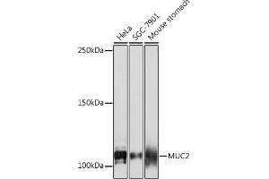 Western blot analysis of extracts of various cell lines, using MUC2 Rabbit mAb (ABIN7268689) at 1:1000 dilution. (MUC2 anticorps)
