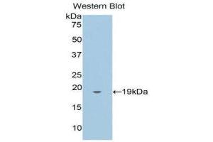 Western Blotting (WB) image for anti-Annexin A4 (ANXA4) (AA 3-156) antibody (ABIN1176331) (Annexin IV anticorps  (AA 3-156))