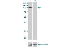Western blot analysis of GTF3C3 over-expressed 293 cell line, cotransfected with GTF3C3 Validated Chimera RNAi (Lane 2) or non-transfected control (Lane 1). (GTF3C3 anticorps  (AA 112-214))