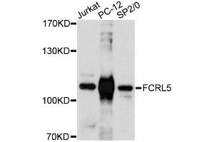 Western blot analysis of extracts of various cell lines, using FCRL5 antibody (ABIN6292859) at 1:3000 dilution. (FCRL5 anticorps)