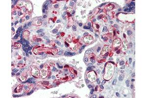 Anti-NOP56 / NOL5A antibody IHC of human placenta. (NOP56 anticorps  (AA 193-242))