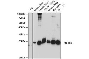 Western blot analysis of extracts of various cell lines, using RNF181 antibody (ABIN7270067) at 1:3000 dilution. (RNF181 anticorps  (AA 1-153))