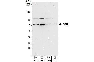 Western Blotting (WB) image for anti-C-Src tyrosine Kinase (CSK) (AA 400-450) antibody (ABIN7450141)