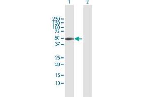 Western Blot analysis of CXADR expression in transfected 293T cell line by CXADR MaxPab polyclonal antibody.