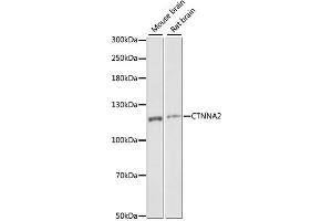 Western blot analysis of extracts of various cell lines, using CTNNA2 antibody (ABIN6292637) at 1:1000 dilution. (CTNNA2 anticorps)