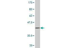 Western Blot detection against Immunogen (36.