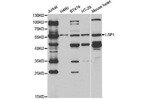 Western Blotting (WB) image for anti-Lymphocyte-Specific Protein 1 (LSP1) antibody (ABIN1876818) (LSP1 anticorps)