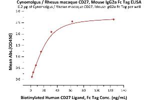 Immobilized Cynomolgus / Rhesus macaque CD27, Mouse IgG2a Fc Tag (ABIN5955004,ABIN6809979) at 2 μg/mL (100 μL/well) can bind Biotinylated Human CD27 Ligand, Fc Tag (ABIN5674589,ABIN6253685) with a linear range of 2-31 ng/mL (QC tested). (CD27 Protein (AA 20-191) (Fc Tag))