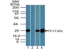 Image no. 1 for anti-14-3-3 zeta (YWHAZ) (AA 200-245) antibody (ABIN1491173) (14-3-3 zeta anticorps  (AA 200-245))