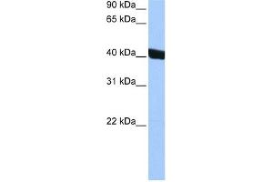 CHI3L1 antibody used at 0. (CHI3L1 anticorps)
